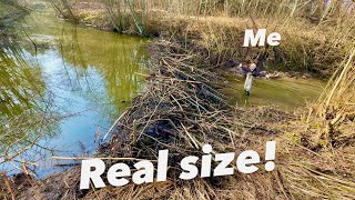 Largest Beaver Dam In My Life!