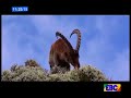 ebc explore ethiopia ..november 07 2017