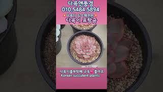 다육이 표랑금 ~ 예쁜 금다육도 잘 키워내는 재배전문 농장 다육앤풍경 010.5484.5894