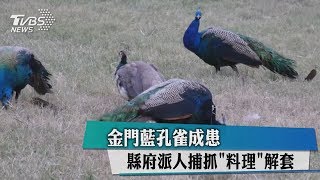 金門藍孔雀成患　縣府派人捕抓\