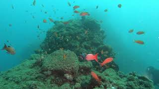 4K60f　西伊豆・田子ダイビング（フト根/弁天島）＜ 2021.10.24＞　Diving in Nishiizu Tago