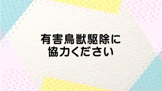 【伊万里市】有害鳥獣駆除にご協力ください