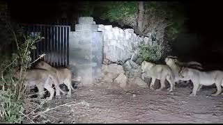 these all lions video captured in mangrol taluka