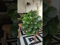 lucky Chinese money tree plant for health wealth and prosperity.part 16 #shorts #plantscorner#viral