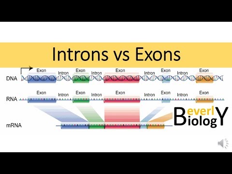 Where do exons go?