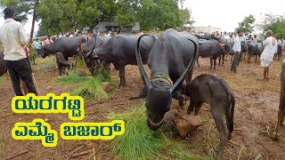 ಯರಗಟ್ಟಿ ಸಂತೆಯ ಎಮ್ಮೆ ವ್ಯಾಪಾರ #milkingbuffalo