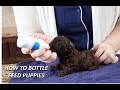 How to Bottle Feed Puppies Esbilac