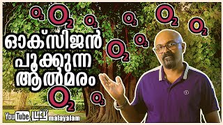 Peepal Tree To Boost Oxygen - Science Or Superstition Malayalam | Lucy | Chandrasekhar. R