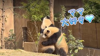 ママの後を追いかけ沢山甘えるシャオくん🐼😊　3月16日 Ueno Zoo Giant Panda