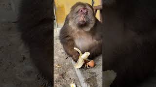 懂礼貌的猴子真的好可爱~ #monkey #猴子 #animals