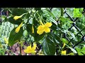 Italian Jasmine (Jasminum humile 'Revolutum')