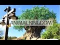 ANIMAL KINGDOM 2016: Disney Diaries | Mekala Viernes