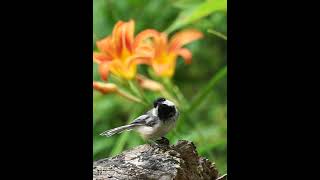 Cute Chickadee and beautiful Lily in the Woods #nature #Birds#chickadee