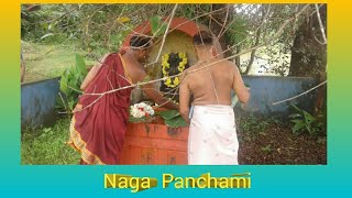 ನಾಗ ಪಂಚಮಿ | Naga Panchami  in Tulunadu |#trending|