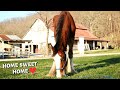 Rescue Horses First Day HOME!!! And WEIGHT REVEAL!!!