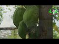 পেঁপে গাছ ছোট রাখার কৌশল how to keep papaya trees dwarf পেঁপে চাষ nikhad agro village