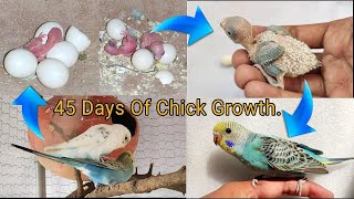 From Budgies Mating to Laying Eggs to Growing Up everything you need to know.