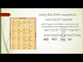 tr cwi how to use a codon chart