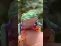 飛ぶ瞬間の顔が可愛すぎるカエル🐸 frog かえる アマガエル アカメアマガエル 花さんのカエル部屋 癒し ジャンプ 跳躍 面白い 変顔