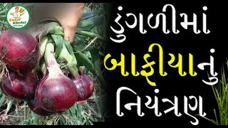 ડુંગળીનો જલેબી રોગ , બાફીયો રોગ ના નિયંત્રણ અંગે..#ડુંગળી #જલેબીયોરોગ રાસાયણિક અને ઓર્ગેનિક નિયંત્રણ