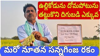 మరో నూతనమై నసన్నగింజ రకం KNM -12368  #ఉల్లికొడును#దోమపోటును తట్టుకునే రకం|దిగుబడి ఎక్కువ