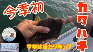 今季初カワハギ🐟今年は当たり年⁉️【遊漁船　ニコニコ水産】IN瀬戸内海