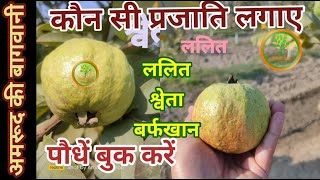 289. उत्तर भारत में अमरूद की कौन सी प्रजाति लगाए? Guava Varieties for North India.