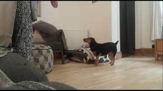 Roll Up Roll Up starring Marley the cat \u0026 Wilma the Jag Terrier