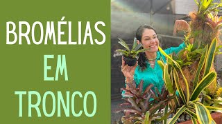 JARDINAGEM: Como plantar e como cuidar de bromélias em tronco