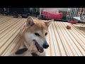 柴犬小春　休日の昼ライブ