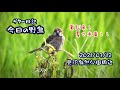 ギター日記　今日の野鳥　・　見沼自然公園周辺　2021年7月12日