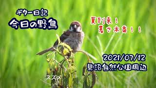 ギター日記　今日の野鳥　・　見沼自然公園周辺　2021年7月12日