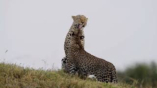 Leopard Luluka and daughter Jilime at Maasai Mara