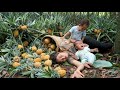 Harvest sweet ripe pineapples to sell at the market - how to build a kitchen for daily cooking