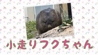 【wombat】小走りフクちゃん☆(Trotting,  Fuku)