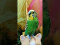 神奇动物在快手 夏日萌友季 带着宠物去赏花 parrot cuteparrot