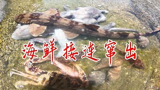 游泳池似的水坑投3斤鱼仔打窝，抽干海鲜接连窜出，一条就值300多