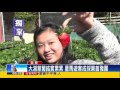 大湖草莓新鮮首發 星馬遊客成採果首發團－民視新聞