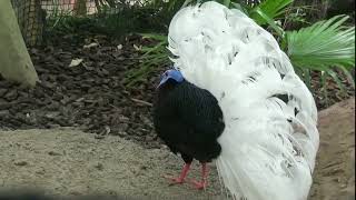 Bulwer's Pheasant (Lophura bulweri)