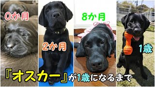 【介助犬フェスタ2020】ボランティア紹介（繁殖犬・パピーホームボランティア）