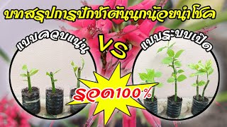 บทสรุปการปักชำต้นนกน้อยนำโชค รอด100% @Kaset_In_House