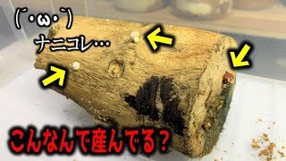 奇跡が起きた！？　産卵木から妙なものが生えてきた！　カブトムシ＋クワガタ（くろねこチャンネル）