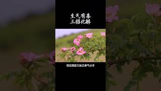 「修心」生气有毒，三招化解，情绪不能解决任何问题，世上本无事，庸人自扰之，不要去自寻烦恼，凡是看开一点，看淡一点，一切都会好的