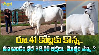 Viatina-19 | World's Most Expensive Cow | రూ.41 కోట్లకు కొన్న.. దీని అండం ధర $2.50లక్షలు.. Tone Agri