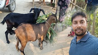 গ্রামের হাট থেকে আকিকার জন্য কত দামে ছাগল কিনে আনলাম । Lr agro