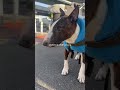 朝のお散歩信号待ち ブルテリア bullterrier 犬 犬との暮らし 愛犬 dog 老犬 わんこ