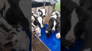 ਛੋਟੇ ਕਾਫ ਉਮਰ 80 ਦਿਨ  #farming #agricultue @ #cow ## #viralvideo #farming #agricultue #animals