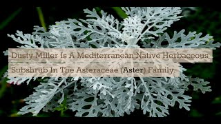 A Guide to Dusty Miller (Jacobaea Maritima): All You Need to Know