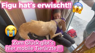 Mama besucht uns in los Alcazares🚐❤️🐾☀️#vanlife #vlog #hunde #wohnmobil #spanien