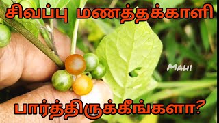 அரியவகை சிவப்பு மணத்தக்காளி கீரை!